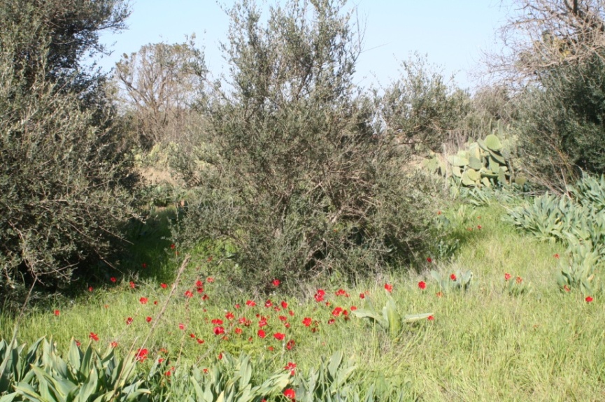 גבעת התאנים