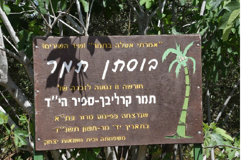 חורשת תמר