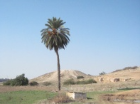 תל קשת