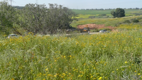גבעת האורן