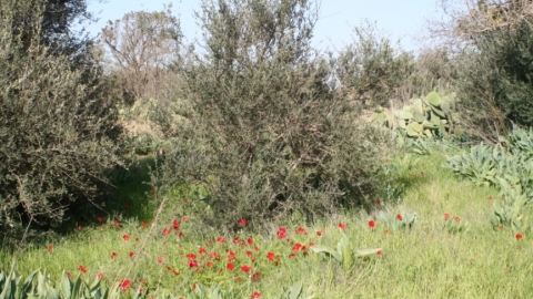גבעת התאנים
