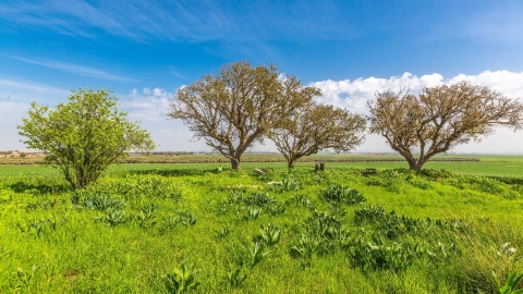 מועצה איזורית שפיר (6).jpg