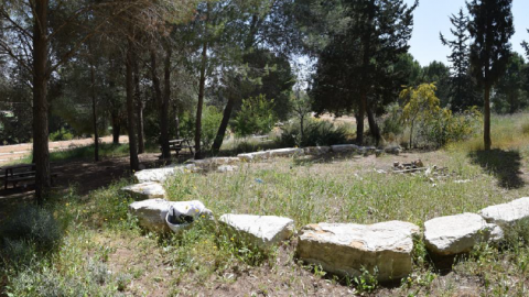 יער גרשון 3.png