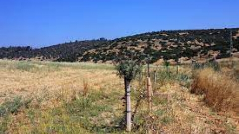 נחל גוברין (2).jfif